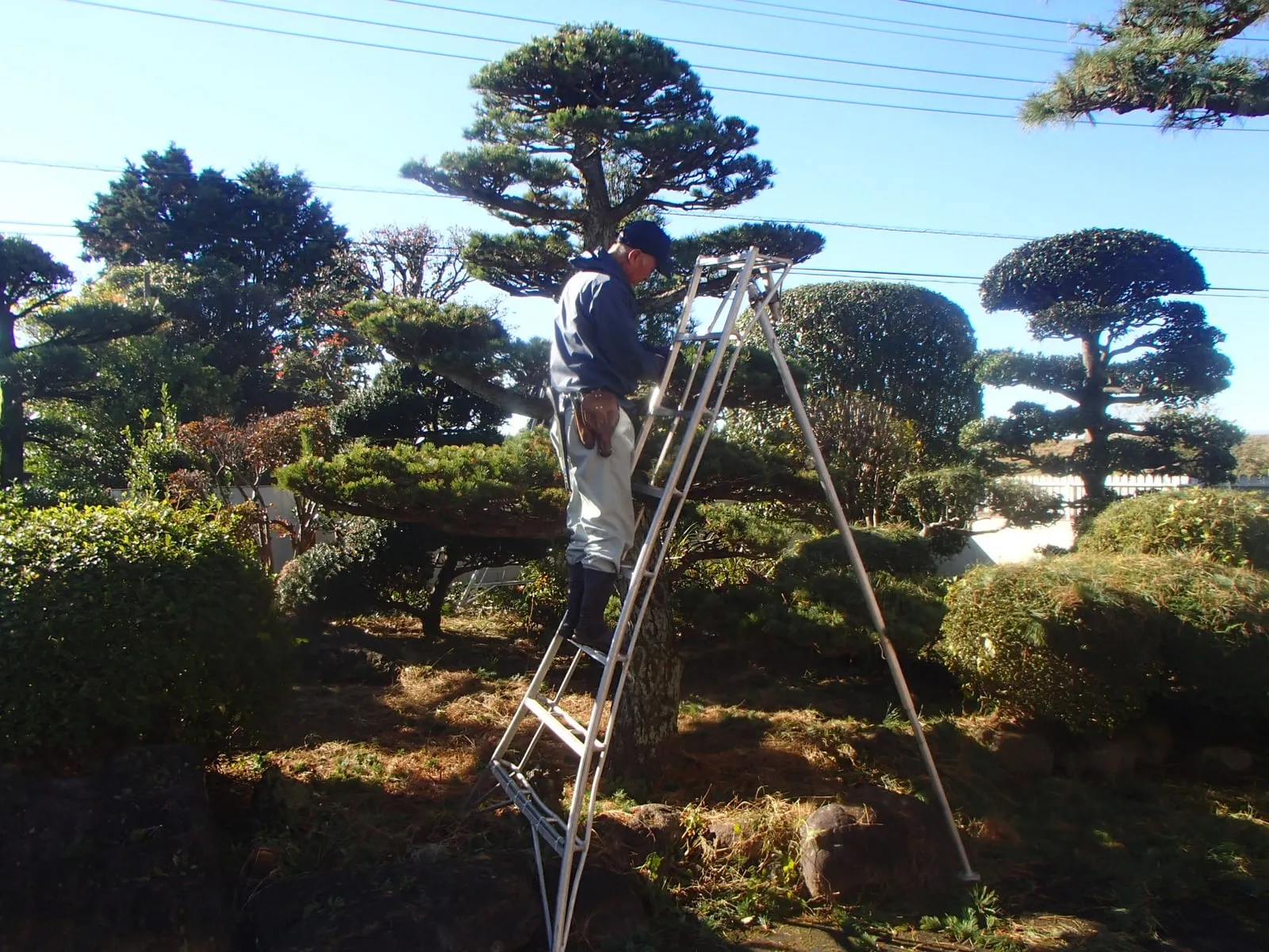 松の剪定作業