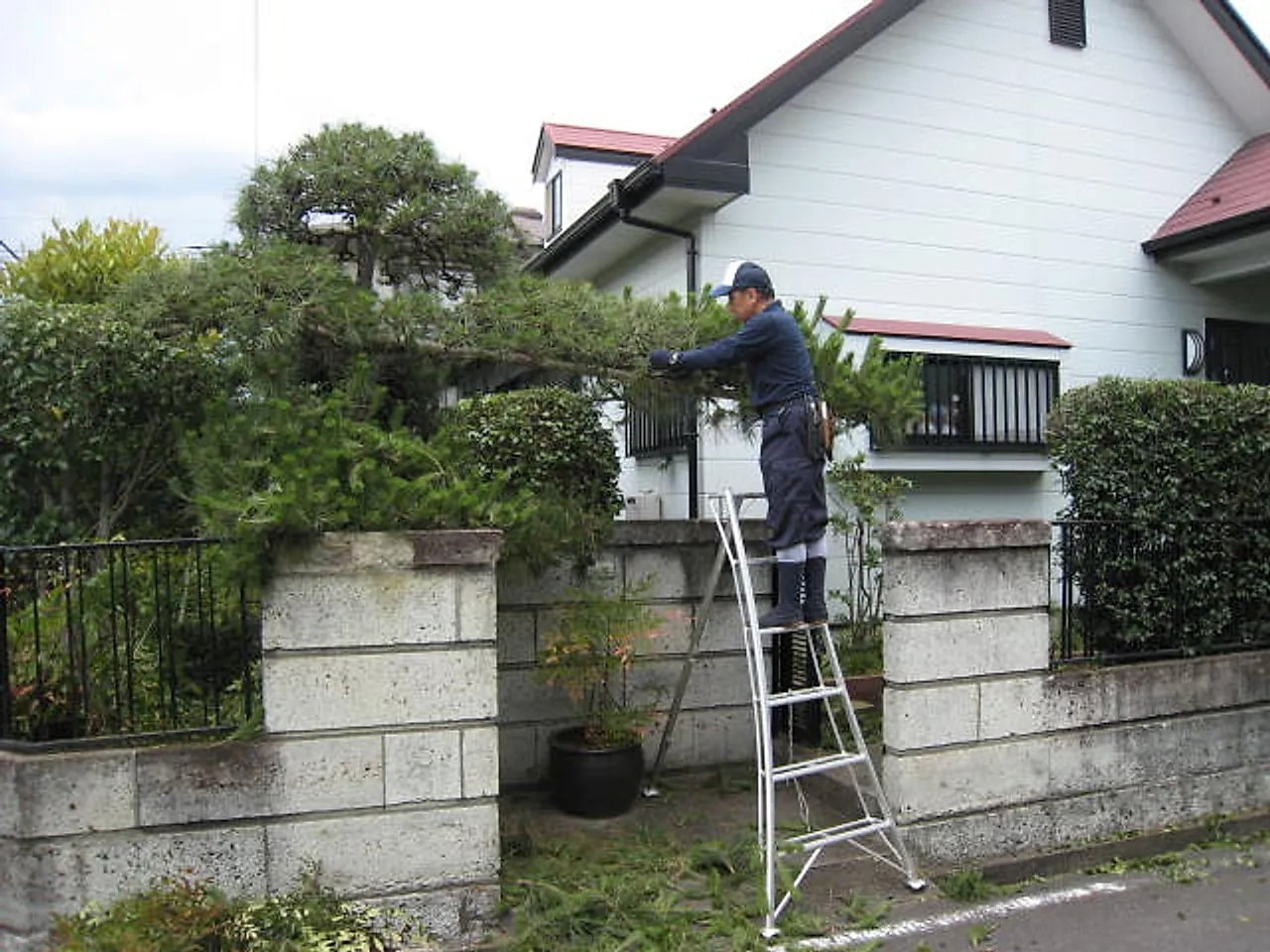 門かぶりの松の剪定作業