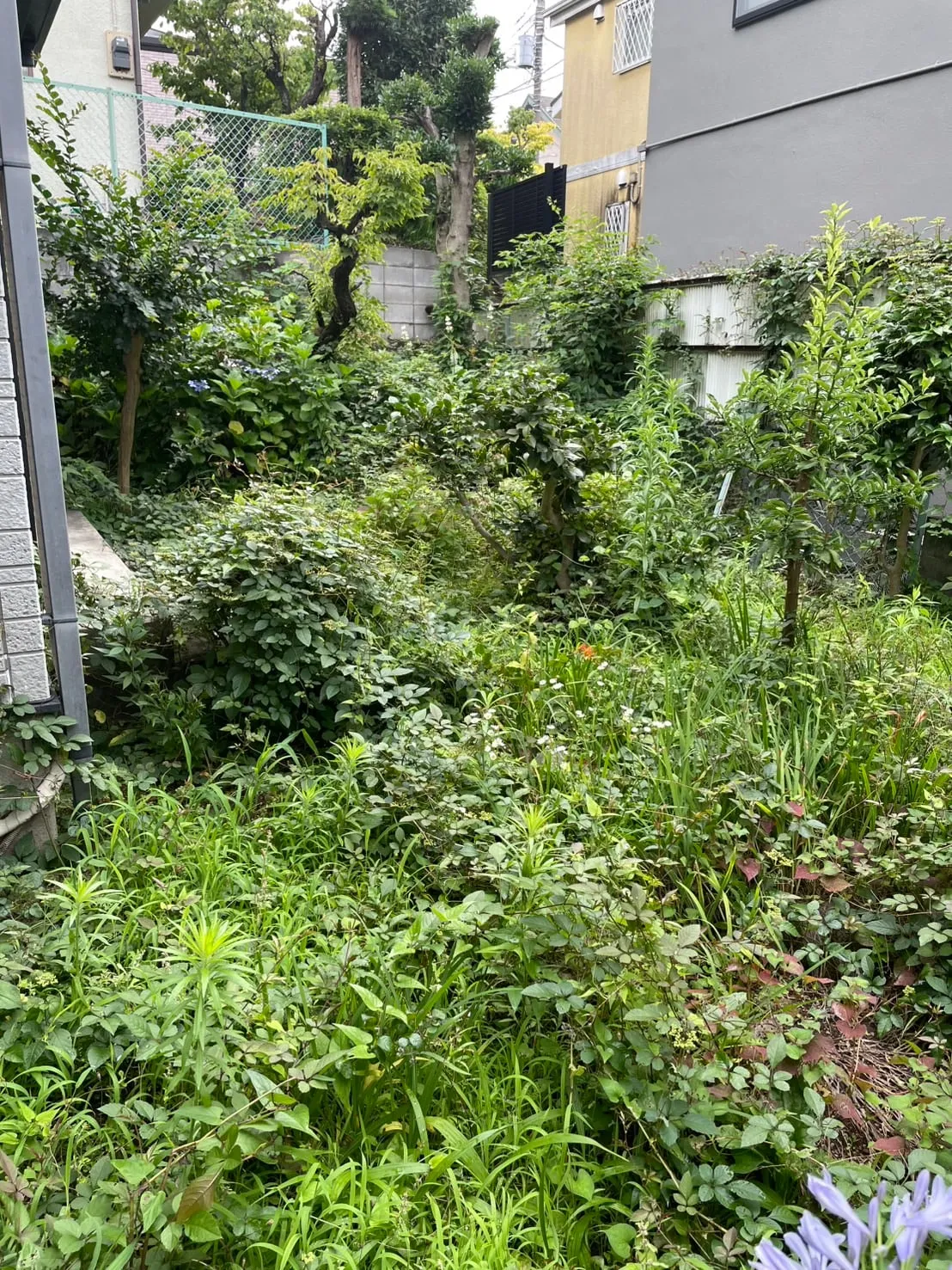 空き家の除草管理（施工前）